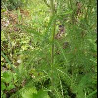 176 saigne nez achillea millefolium asteracee