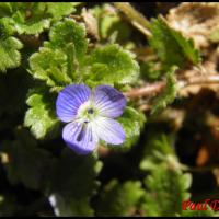 178 veronique de perse veronica persica scrophulariacee