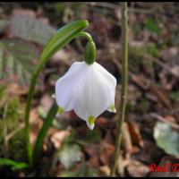 179 niveole du printemps leucojum vernum amaryllidacee