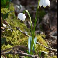 179 niveole du printemps leucojum vernum amaryllidacee