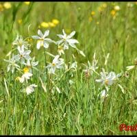 18 narcisse des poetes narcissus poeticus amaryllidacee