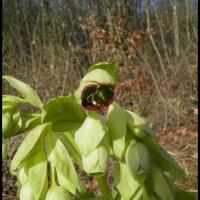 180 hellebore fetide helleborus foetidus ranunculacee