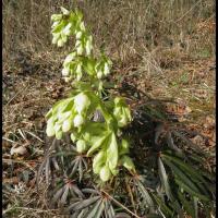 180 hellebore fetide helleborus foetidus ranunculacee