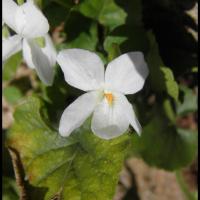 181 violette blanche viola alba violacee