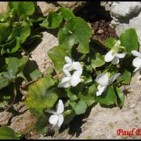 181 violette blanche viola alba violacee