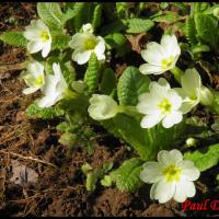 182 primevere acaule primula vulgaris primulacee