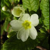 182 primevere acaule primula vulgaris primulacee