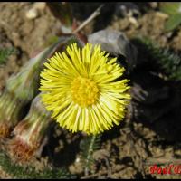 183 tussilage pas d ane tussilago farfara asteracee