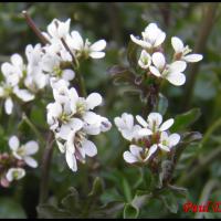 184cardamine hirsuta cardamine hirsuta brassicacee