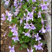 185 violette odorante viola odorata violacee