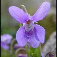 185 violette odorante viola odorata violacee