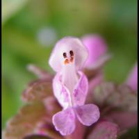 186 lamier pourpre lamium purpureum lamiacee