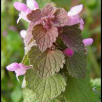 186 lamier pourpre lamium purpureum lamiacee