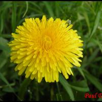 187 pissenlit officinal taraxacum campylodes asteracee