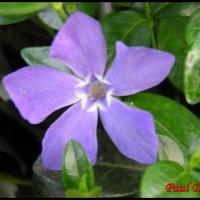 188 petite pervenche vinca minor apocynacee