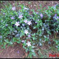 188 petite pervenche vinca minor apocynacee