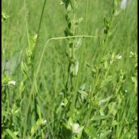 190 gremil officinal lithospermum officinale boraginacee