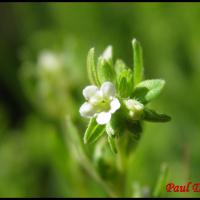 190 gremil officinal lithospermum officinale boraginacee