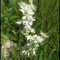 191 filipendule a 6 petales filipendula vulgaris rosacee