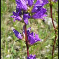 192 campanule agglomeree campanula glomerata campanulacee