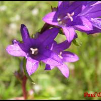 192 campanule agglomeree campanula glomerata campanulacee