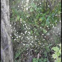 193 stellaire graminee stellaria graminea caryophylacee