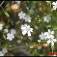 193 stellaire graminee stellaria graminea caryophylacee