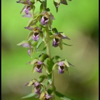 194 epipactis a larges feuilles epipactis helleborine orchidacee