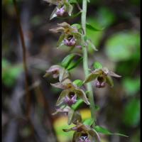 194 epipactis a larges feuilles epipactis helleborine orchidacee