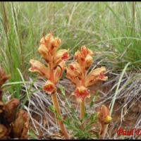 197 orobanche grele orobanche gracilis orobanchacee