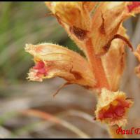 197 orobanche grele orobanche gracilis orobanchacee