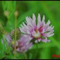 198 trefle des pres trifolium pratense fabacée