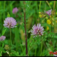 198 trefle des pres trifolium pratense fabacée