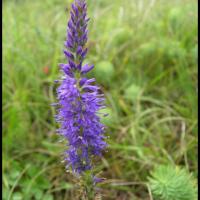 199 veronique en epi veronica spicata scrophulariacee