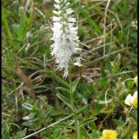 199 veronique en epi veronica spicata scrophulariacee