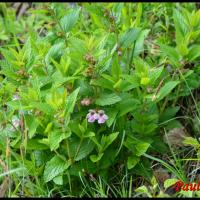 2 melitte a feuilles de melisse melittis melissophyllum lamiacee