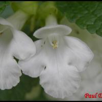 2 melitte a feuilles de melisse melittis melissophyllum lamiacee