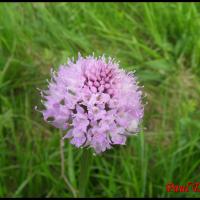 200 orchis globuleux traunsteinera globosa orchidacée