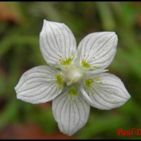 201 parnassie des marais parnassia palustris parnaciacee