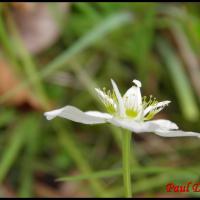 201 parnassie des marais parnassia palustris parnaciacee