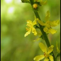 202 aigremoine eupatoire agrimonia eupatoria rosacee