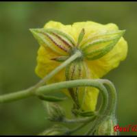 203 heliantheme sombre helianthemum nummularium cistacee