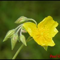 203 heliantheme sombre helianthemum nummularium cistacee