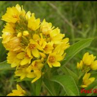 204 lysimaque commune lysimachia vulgaris primulacee