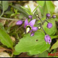 205 morelle douce amere solanum dulcamara solanacée