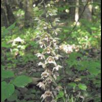 208 epipactis a feuilles ecartees epipactis distans orchidacee