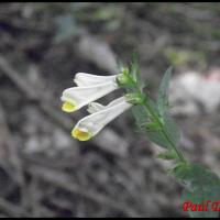 210 melampyre des pres melampyrum pratense scrophulariacee