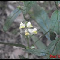 210 melampyre des pres melampyrum pratense scrophulariacee