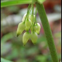 211 sceau de salomon verticille polygonatum verticillatum convollariacée