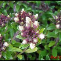 216 germandree des montagnes teucrium montanum lamiac